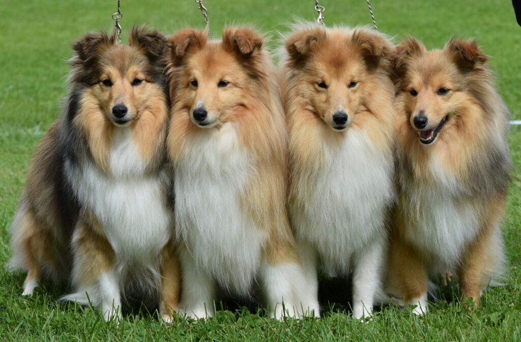 Sheltie kennel hotsell